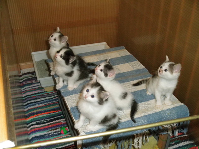 5 Katzenkinder beim Unterricht