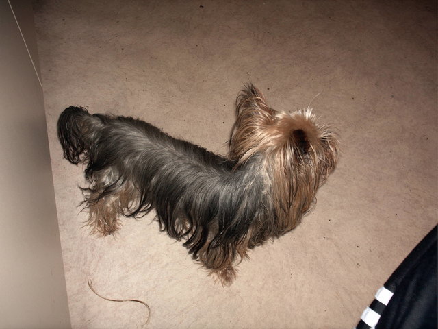 floh