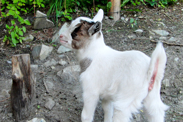 Zicklein mit zwei Gesichtern (Gerti von der Latschnstubn am Präbichl)
