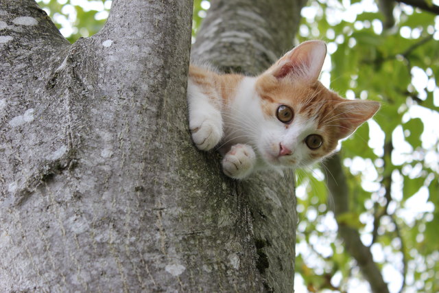 Jacky wieder mal am Baum
