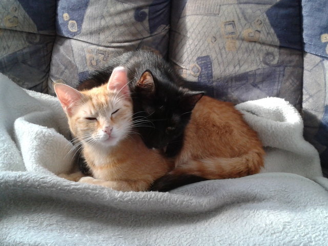 Unsere beiden Kuschelkatzen. Wir haben Euch lieb!!!