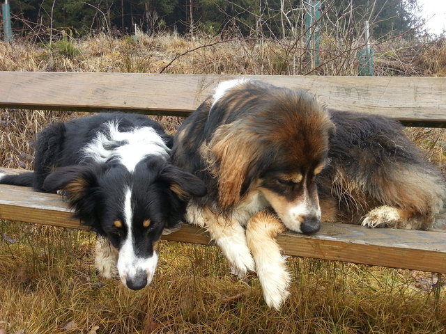 Da war noch irgendwo a Leckerli ... gaaaanz sicher!