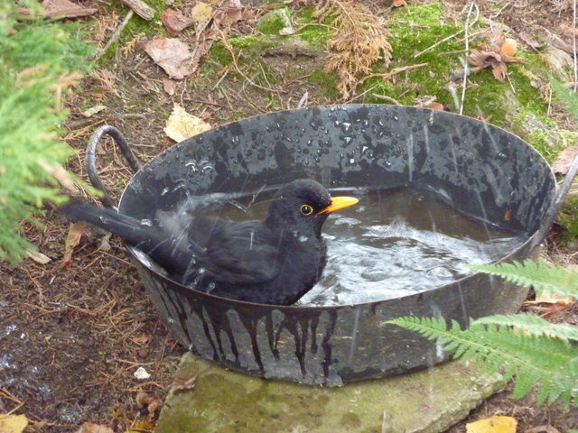 Hausamsel mit eigenen Pool