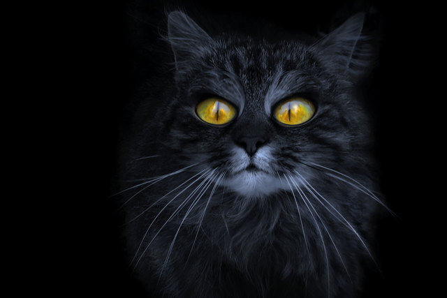 meine Hauskatze