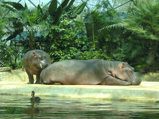Hippos im Tierpark Berlin