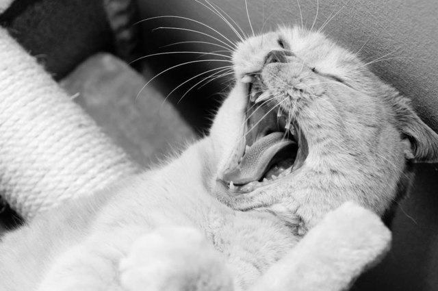 gut gebrüllt LION !!!