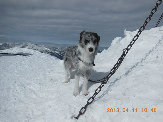Burli liebt die Berge und den Schnee