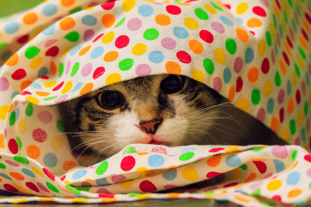 Rodriguez der Kater