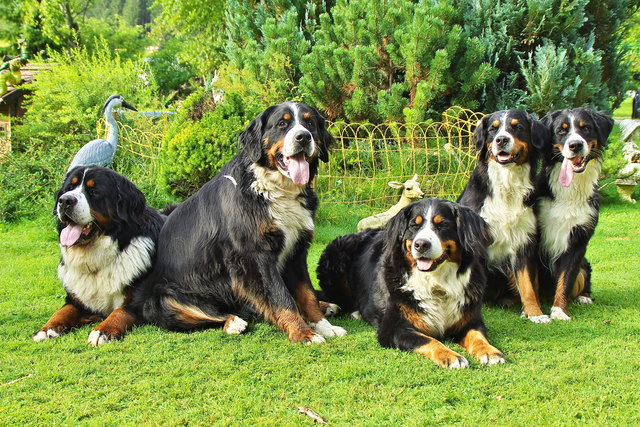 Fünf auf einen Streich -....wir haben alle Platz am Foto!