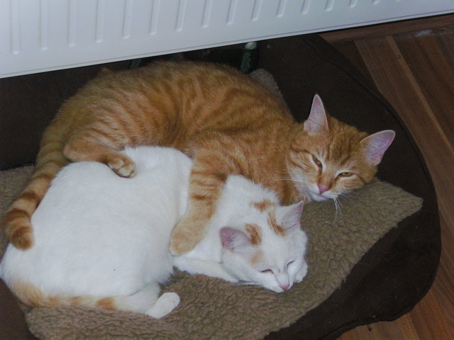 Kuschelkatzen Simba und Mia