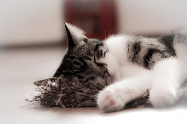 Rodi der Kater