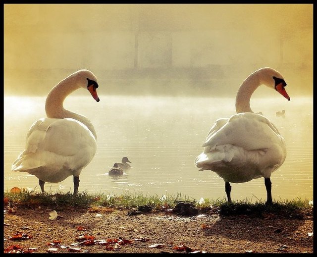 swan lake