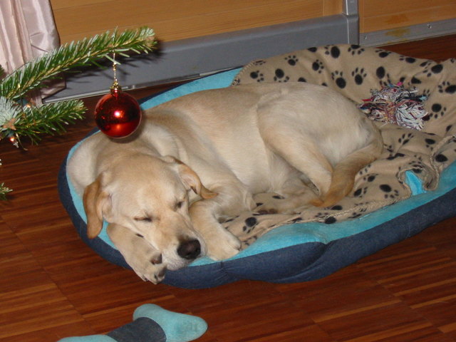 Endlich ist der Weihnachtsstress vorbei!