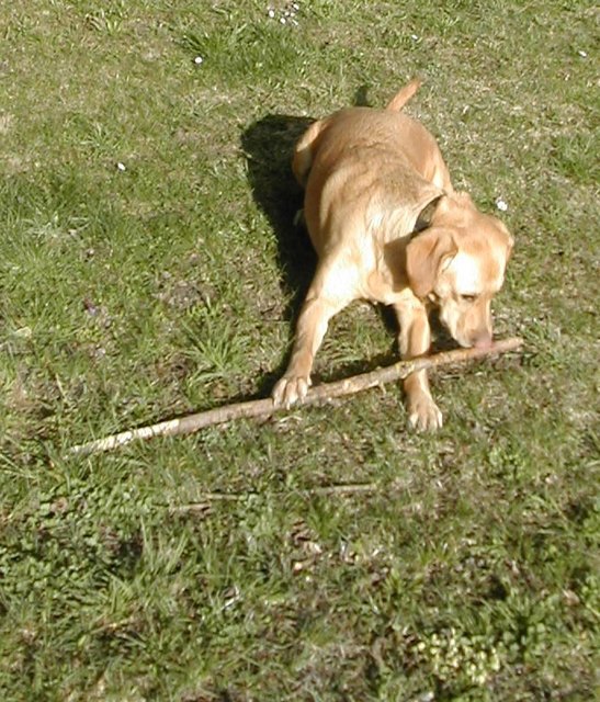 Miley versucht sich auf der "Querflöte" in Hartberg