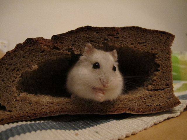 Kluppe der Hamster