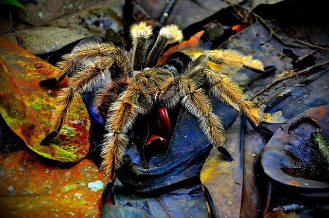 Costa Rica