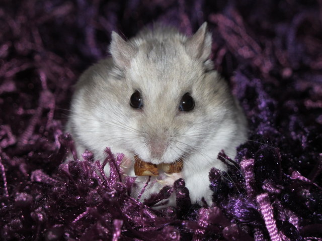 Mitzi liebt Nüsse