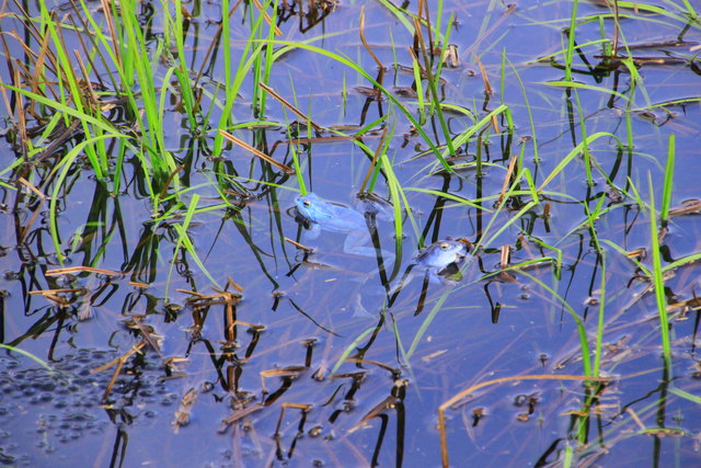 Blaue Moorfrösche