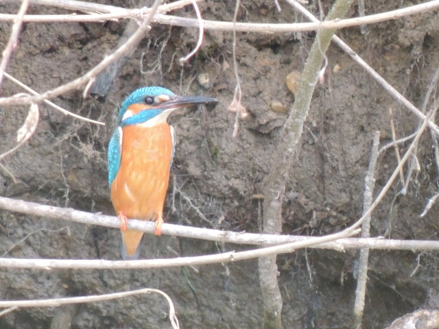 Eisvogel