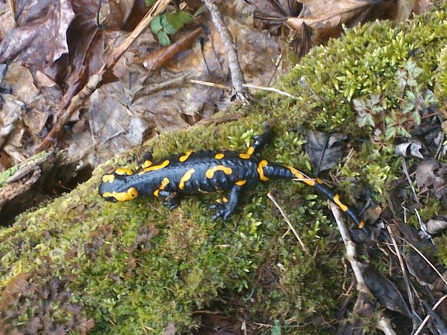 Salamander am Schulweg