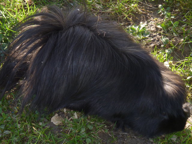 Unser haariges Meerschwein Borsi :-)