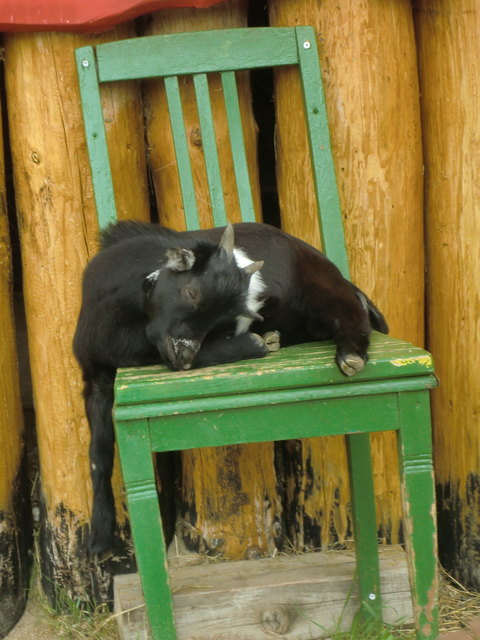 Der Tag war sooo... anstrengend, in kleines Nickerchen tut jetzt gut !