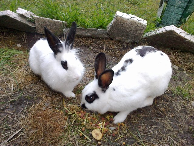 Moga und Hodalump