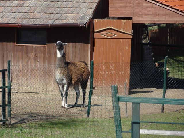 Lama