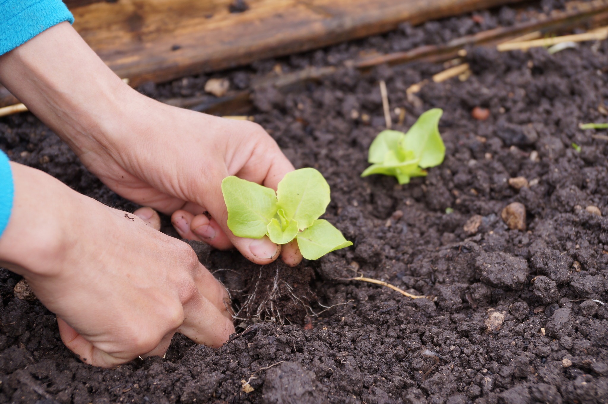 MEIN GARTEN: Beim Setzen der Pflanzen auf die Abstände achten - Telfs