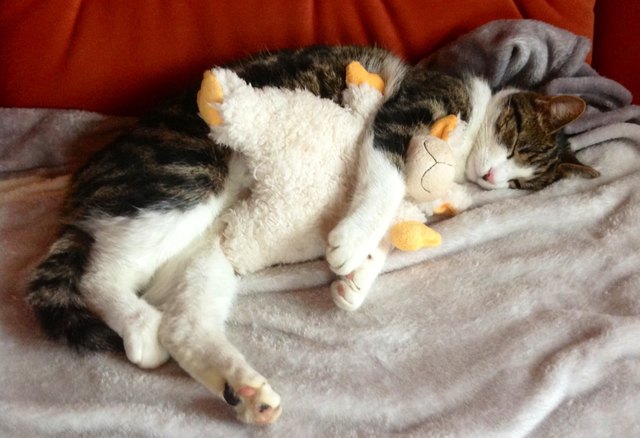 Ohne sein Kuscheltier geht Maxi nie schlafen