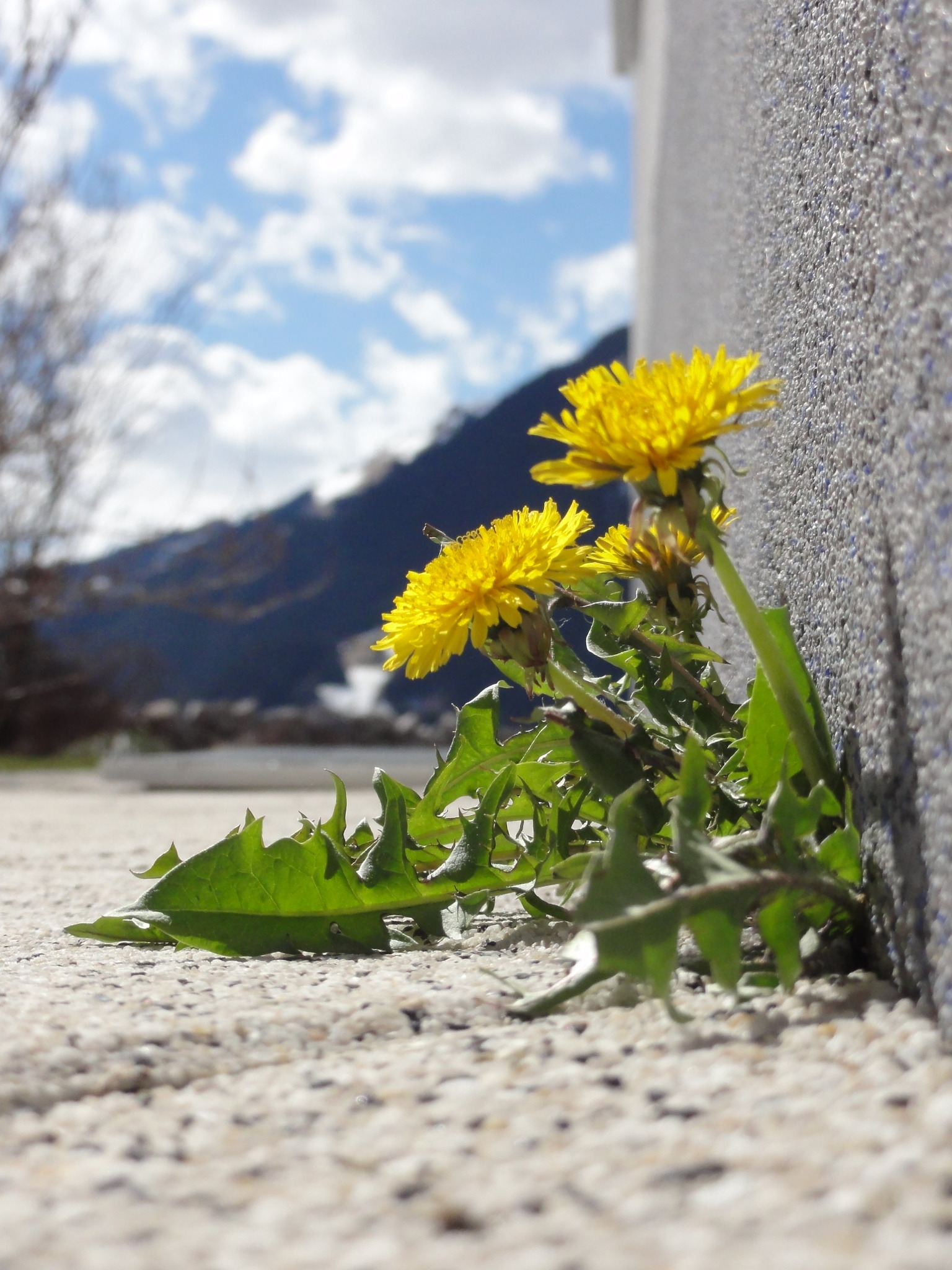 Die Ersten Fruhlingsboten Reutte