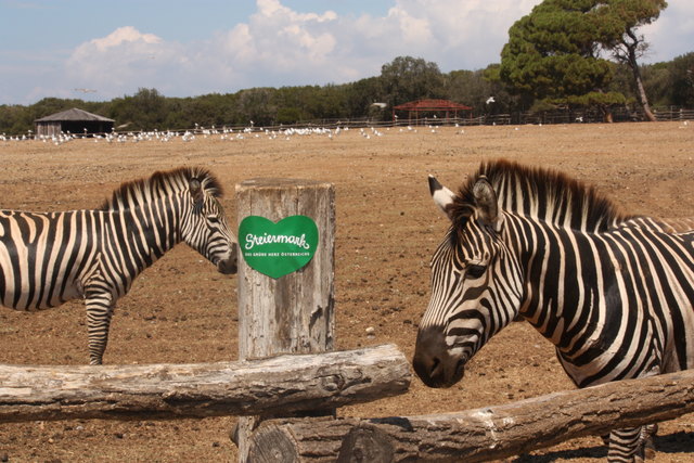 Zebras zeigen Herz für die grüne Steiermark