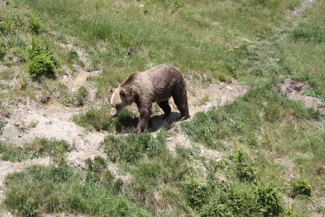 Hier steppt der Bär - immer wieder einen Ausflug wert - Tierpark Mautern