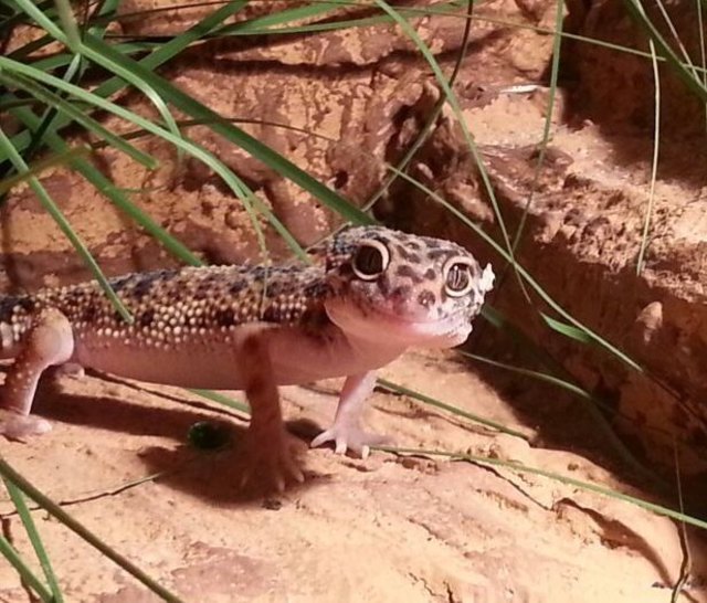 Gecko grinst fröhlich (: