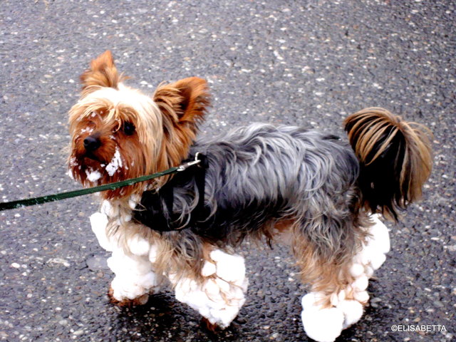 Duffy der Schneemann