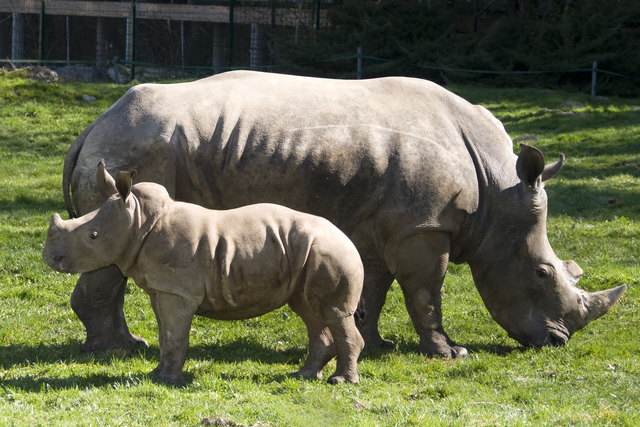 Die Schwergewichtlerin saust ständig begleitet von ihrer Mutter durch den Zoo. | Foto: Privat