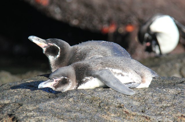 Galapagos-Pinguine genießen die Sonne