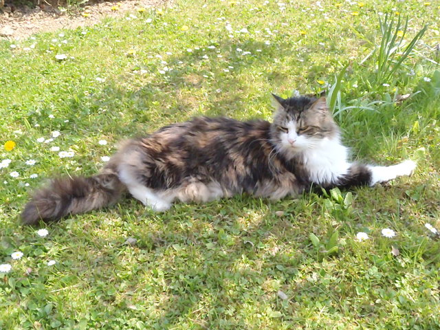simba und sein garten