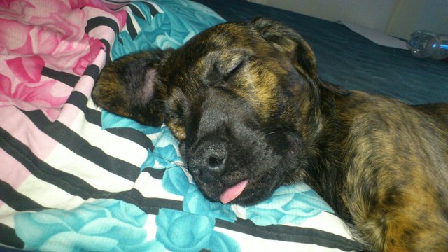 Mylo ;-)