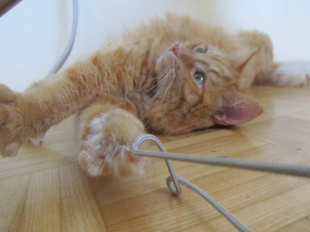 Garfield mein süßer verspielter Kater