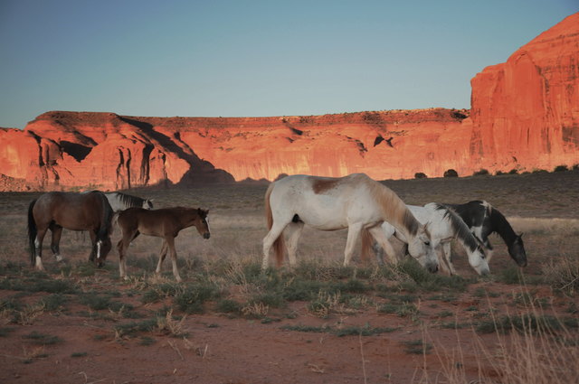Mustangs im Monument Valley