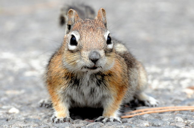 Ground Squirrel - Erdhörnchen im Bryce Canyon Nationalpark