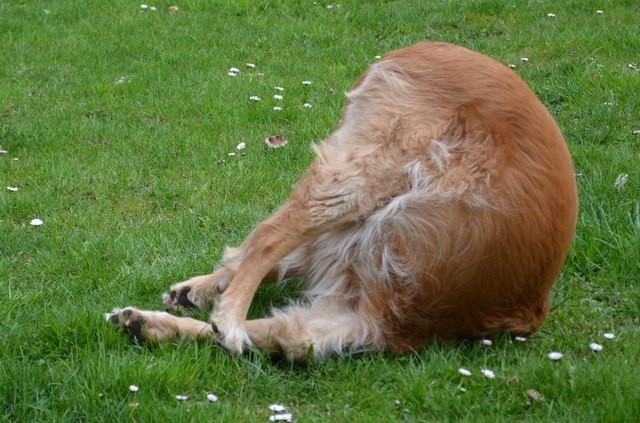 mein Hund genießt die ersten Sonnenstrahlen