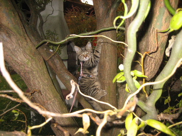 Unser Koala Timmy