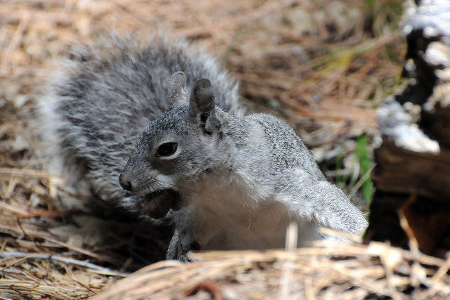 Western Grey Squirrel - Westliches Grauhörnchen im Yosemite Nationalpark