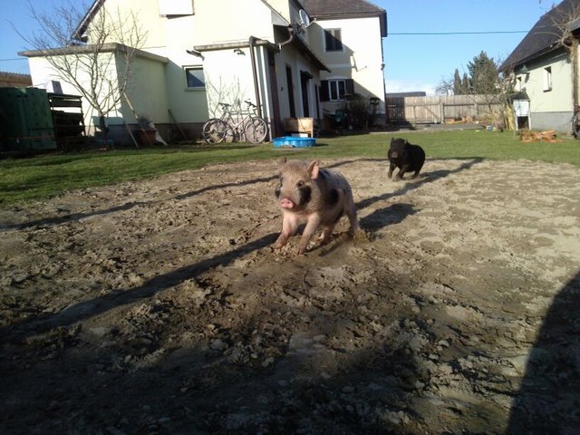 Minischweine in Action