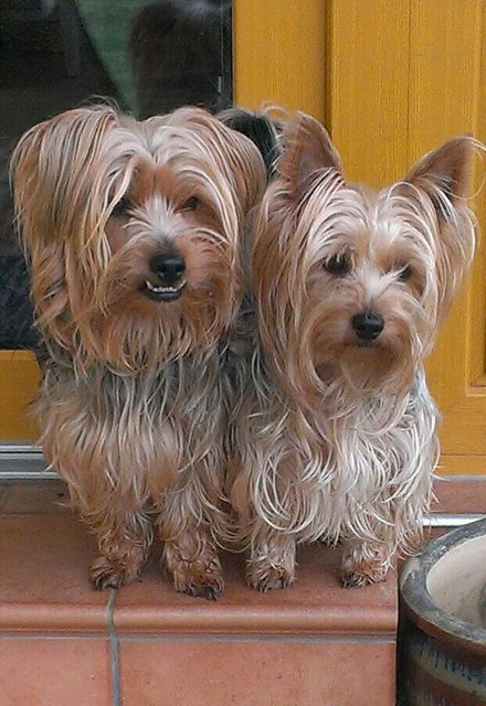 simba & nala