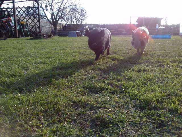 Georgy und Eduad