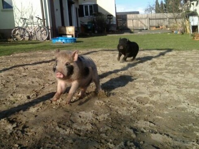 Minischweine in Action :)