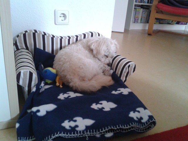 Lenny ist ein sehr verspielter und aufgeweckter Hund, wenn er nicht gerade schläft ;-)